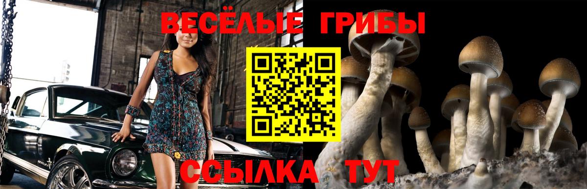 Алатырь  Псилоцибиновые грибы Psilocybe  Вход с VPN 